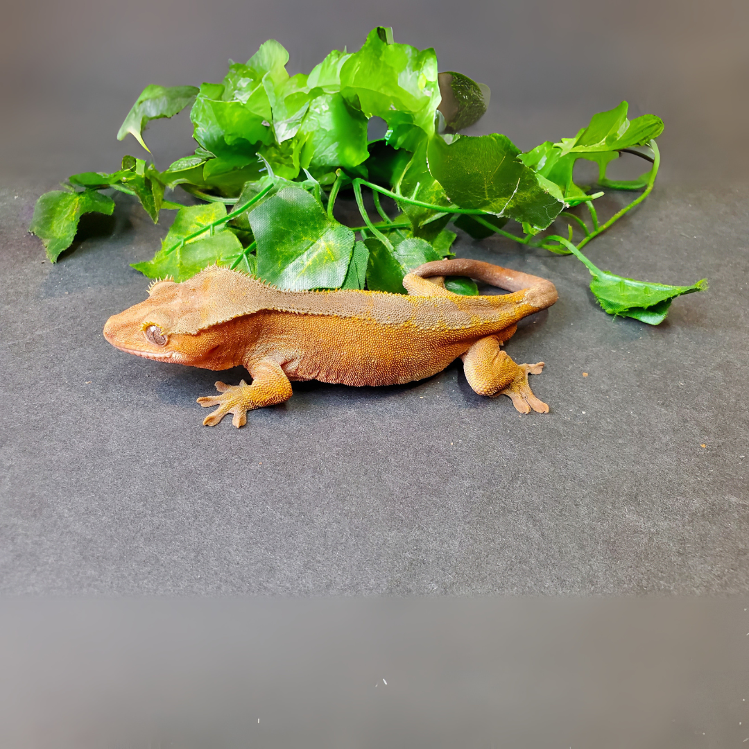Crested Gecko For Sale Supreme Gecko