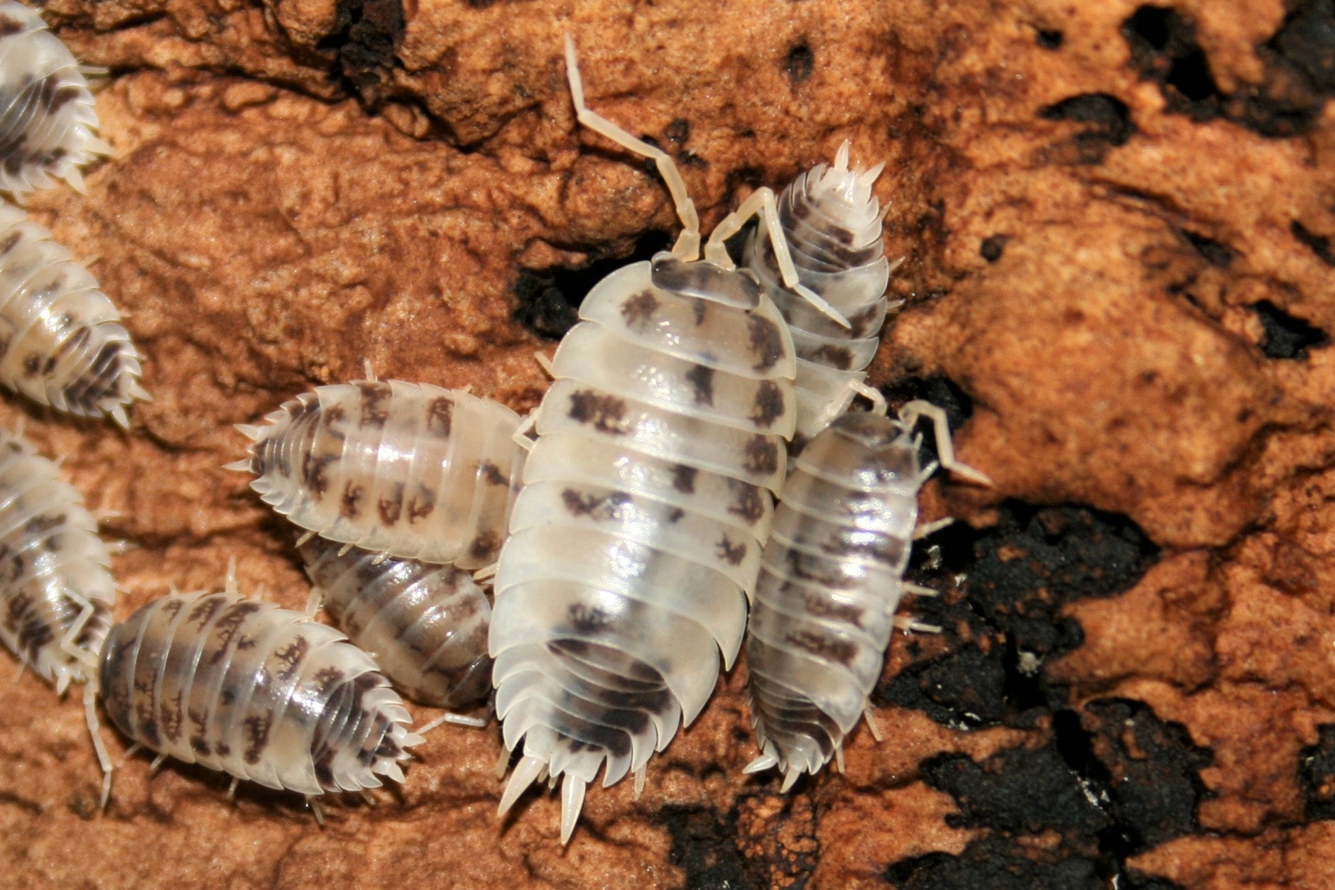 Cow Gecko Porcellio laevis Dairy Cow For Sale | Supreme Gecko