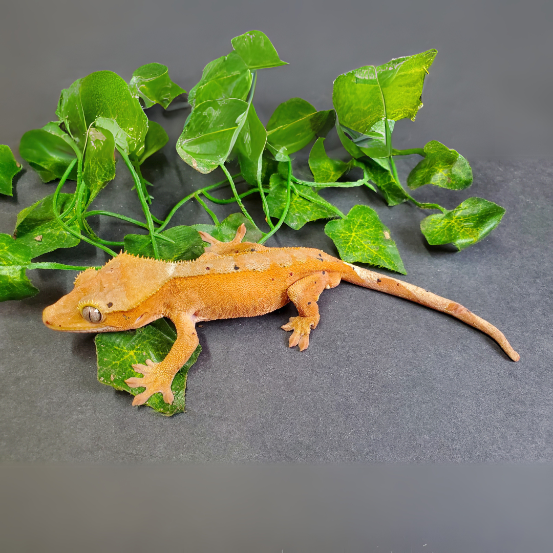 Crested Gecko For Sale Supreme Gecko