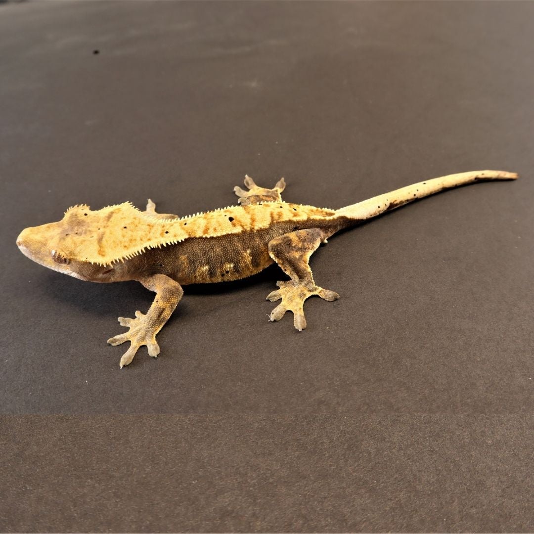 Crested Gecko For Sale Supreme Gecko