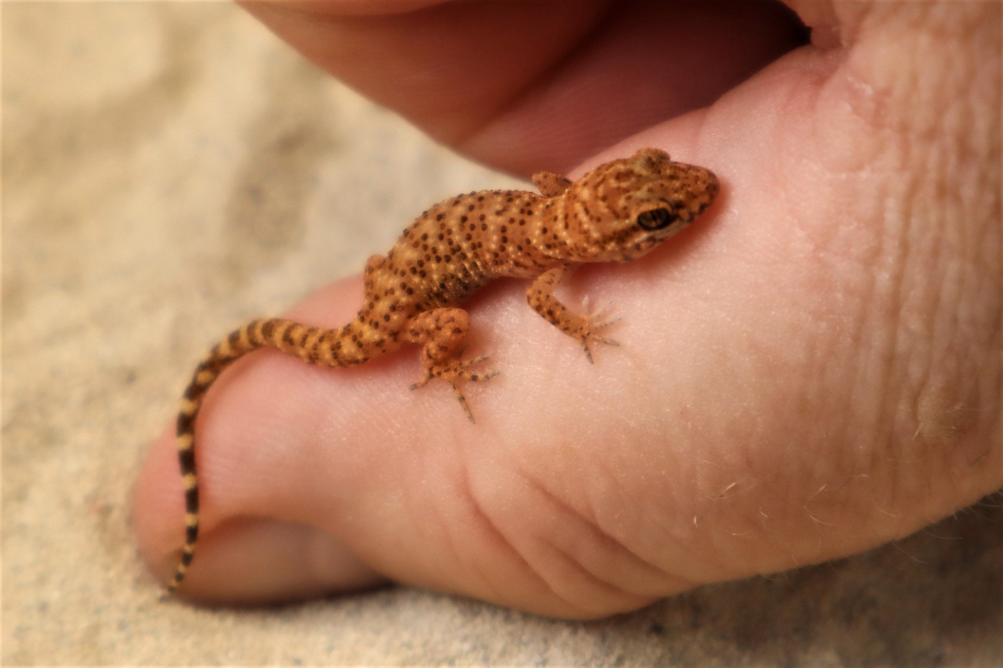 Geckos for sale | Supreme Gecko