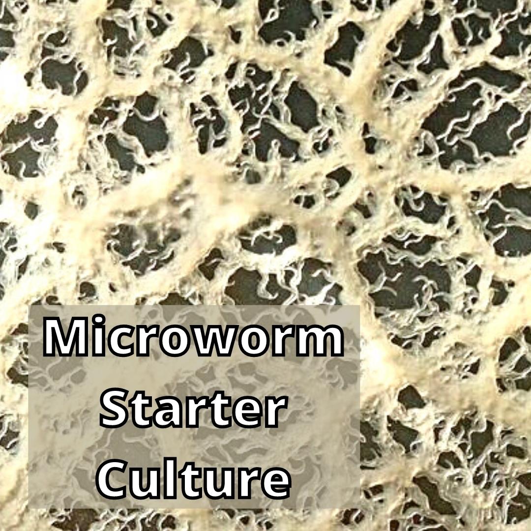 Buy microworms cheap